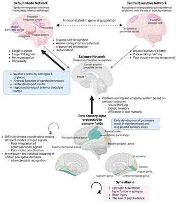 Giftedness and atypical sexual differentiation: enhanced perceptual functioning through estrogen deficiency instead of androgen excess